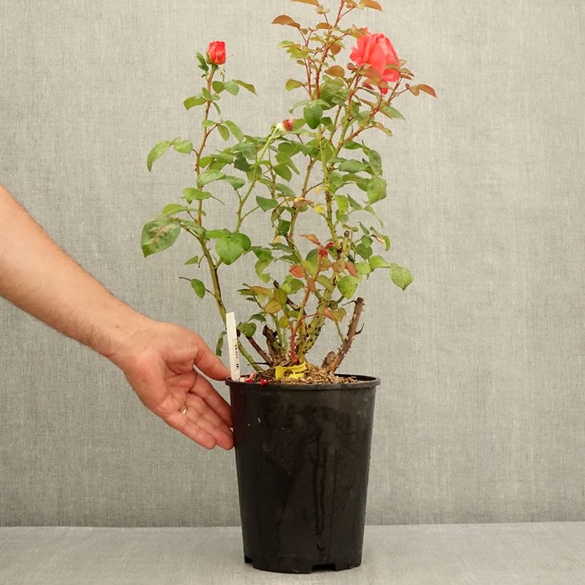 Esemplare di Rosa Agatha Vaso da 4L/5L consegnato in estate