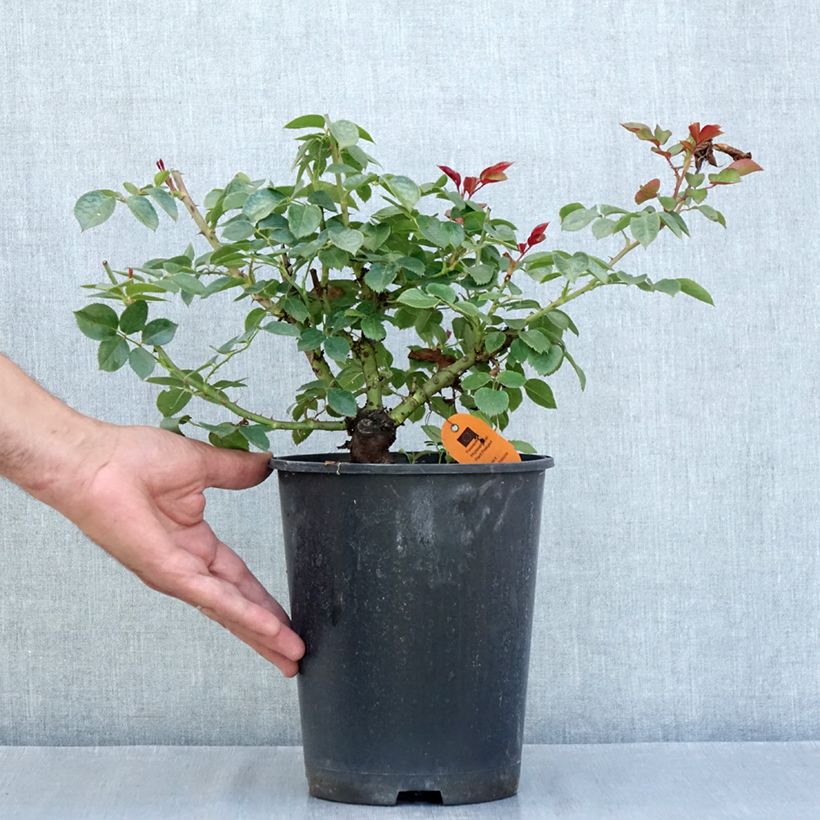 Esemplare di Rosier à grandes fleurs Alexandre Astier Vaso da 4L/5L consegnato in estate