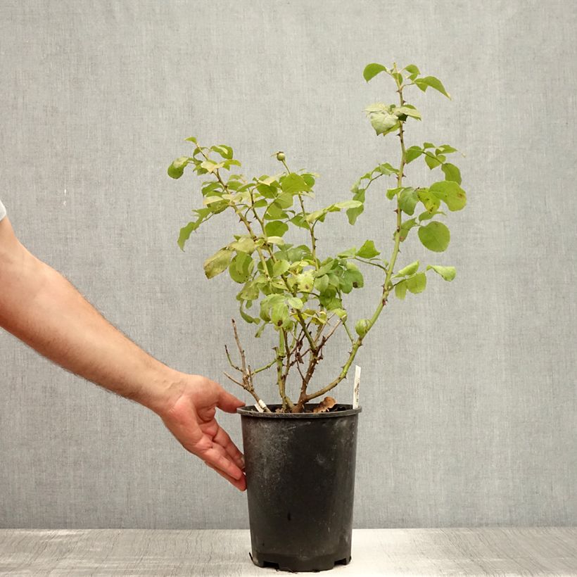 Esemplare di Rosa persica Alissar Princess of Phoenicia Vaso da 4L/5L consegnato in estate