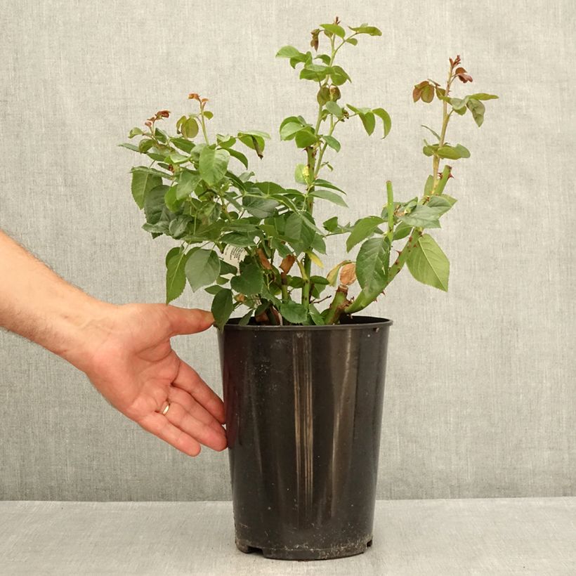 Esemplare di Rosa Anastasia - Rose ibrida di tea Vaso da 4L/5L consegnato in estate