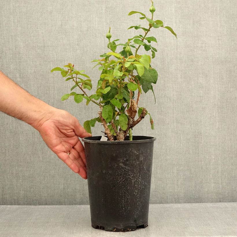 Esemplare di Rosa André Le Nôtre - Rose ibrida di tea Vaso da 4L/5L consegnato in estate