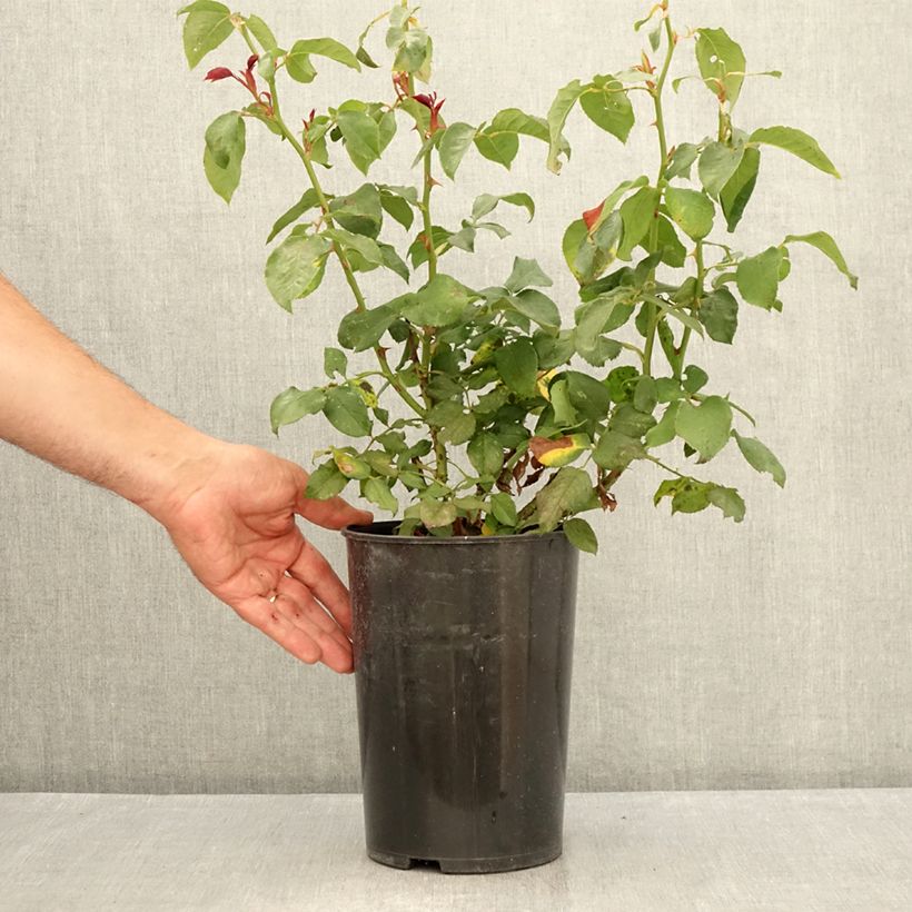 Esemplare di Rosa André Willemse Vaso da 4L/5L consegnato in estate
