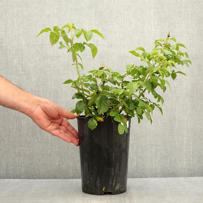 Esemplare di Rosa Annapurna Vaso da 4L/5L consegnato in estate