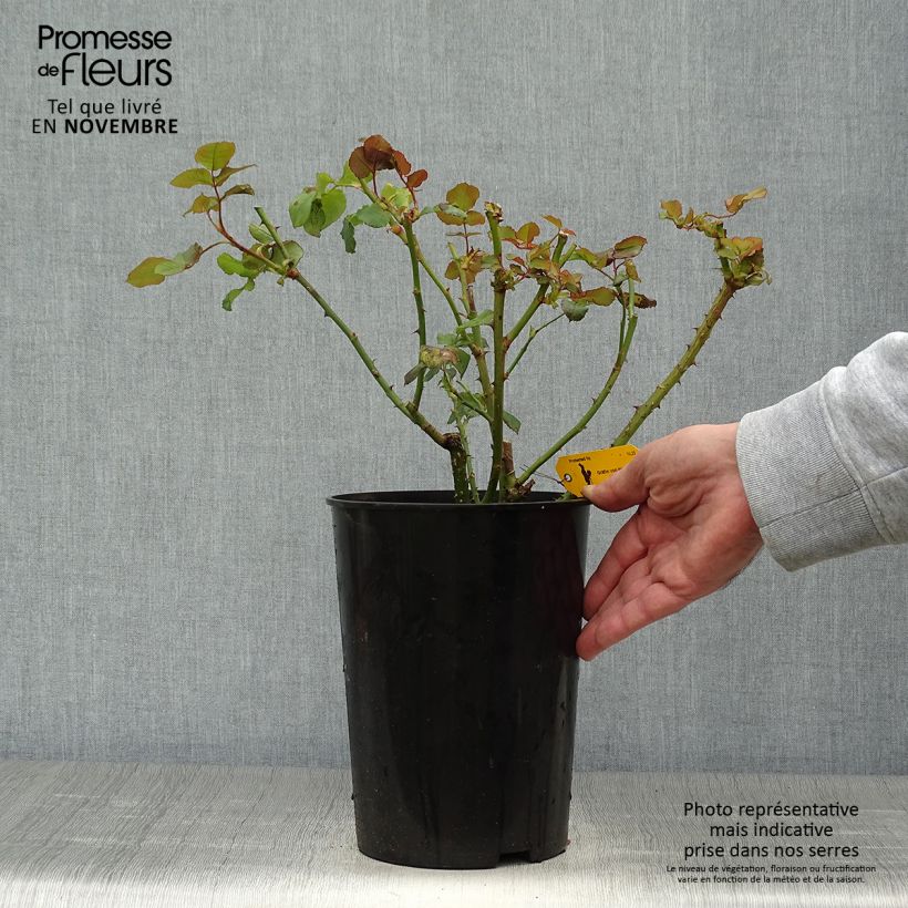Esemplare di Rosa Astrid Gräfin von Hardenberg - Rose ibrida di tea Vaso da 4L/5L come consegnato in autunno