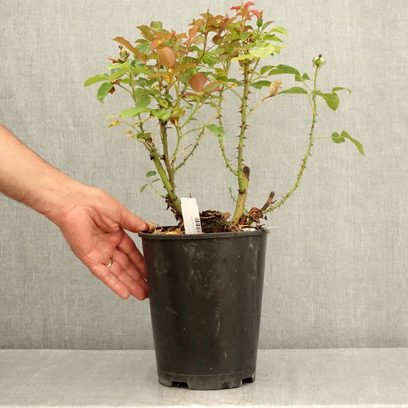 Esemplare di Rosa Belle du Seigneur - Rose ibrida di tea Vaso da 4L/5L consegnato in estate