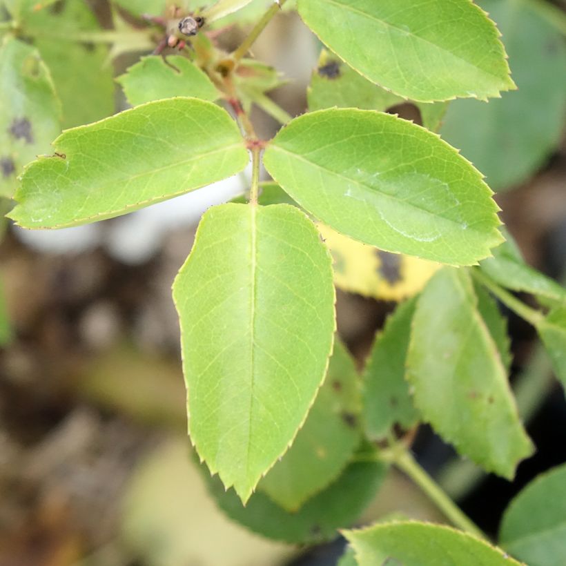 Rosa Belle du Seigneur - Rose ibrida di tea (Fogliame)