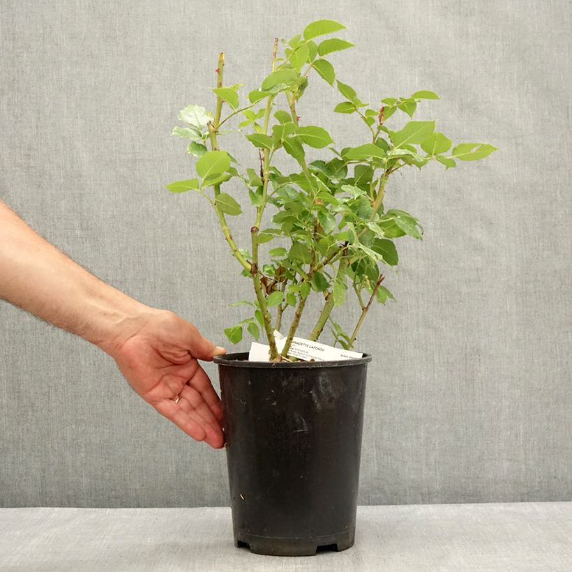 Esemplare di Rosa Bernadette Lafont - Rose ibrida di tea Vaso da 4L/5L consegnato in estate