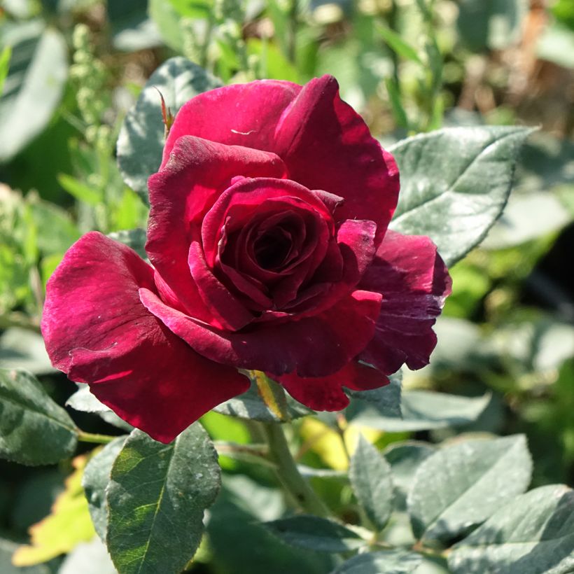 Rosa Black Perfumella - Rose ibrida di tea (Fioritura)