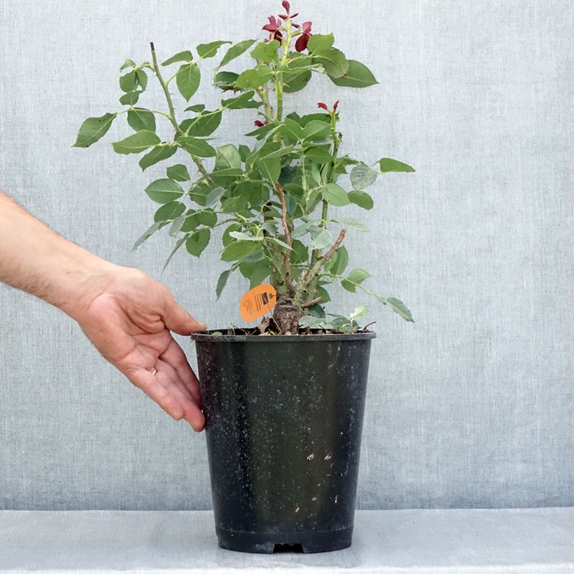 Esemplare di Rosier à grandes fleurs Black Perfumella Vaso da 4L/5L consegnato in estate