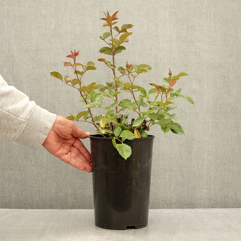 Esemplare di Rosa Blue River - Rose ibrida di tea Vaso da 3L/4L consegnato in estate