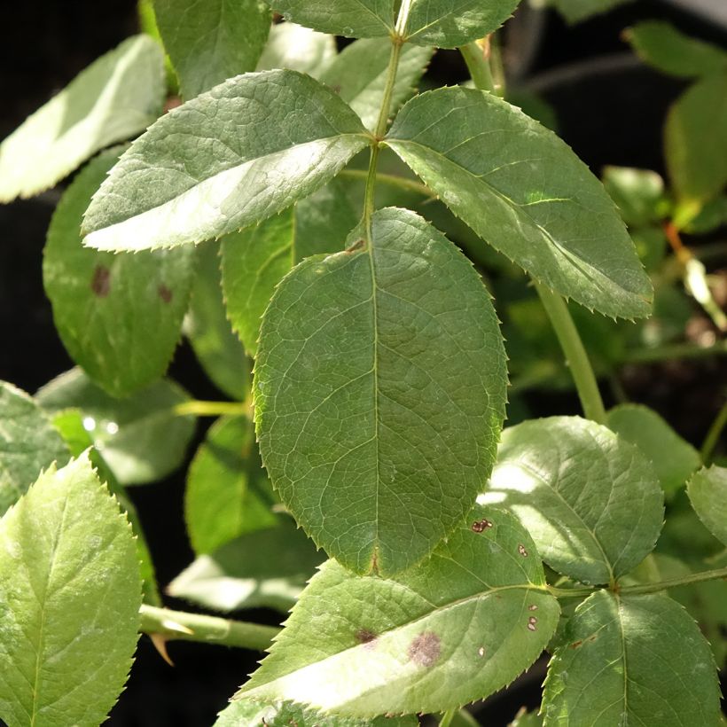 Rosa Blue River - Rose ibrida di tea (Fogliame)