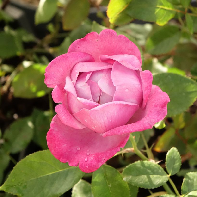 Rosa Blue River - Rose ibrida di tea (Fioritura)