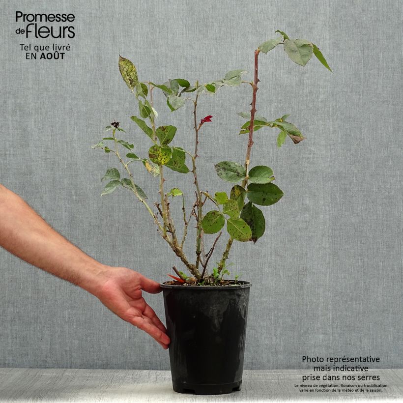 Esemplare di Rosa Bolshoï - Rose ibrida di tea Vaso da 4L/5L consegnato in estate