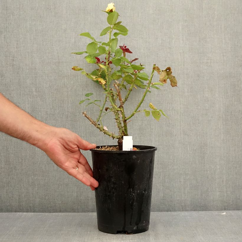 Esemplare di Rosa Boréale - Rose ibrida di tea Vaso da 4L/5L consegnato in estate