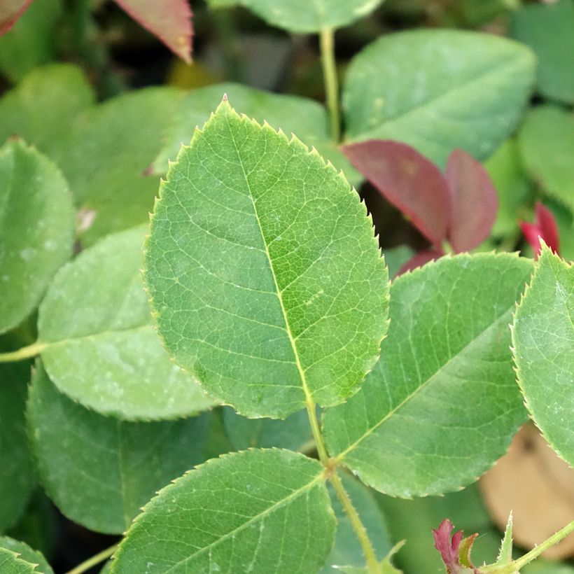 Rosa Boréale - Rose ibrida di tea (Fogliame)