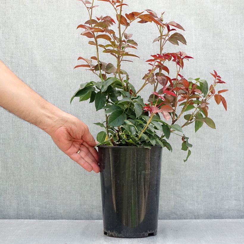 Esemplare di Rosa Borneo Odore - Rose ibrida di tea Vaso da 4L/5L consegnato in estate