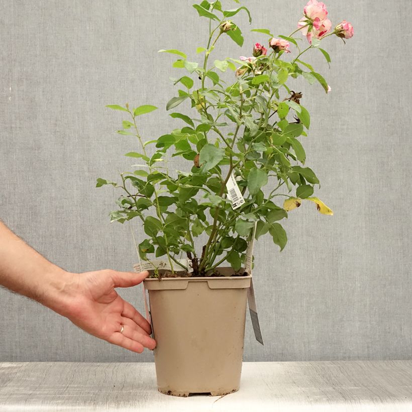 Esemplare di Rosa Camille Pissarro - Rose ibrida di tea Vaso da 4L/5L consegnato in estate