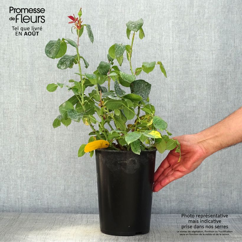 Esemplare di Rosa Candlelight - Rose ibrida di tea Vaso da 4L/5L consegnato in estate