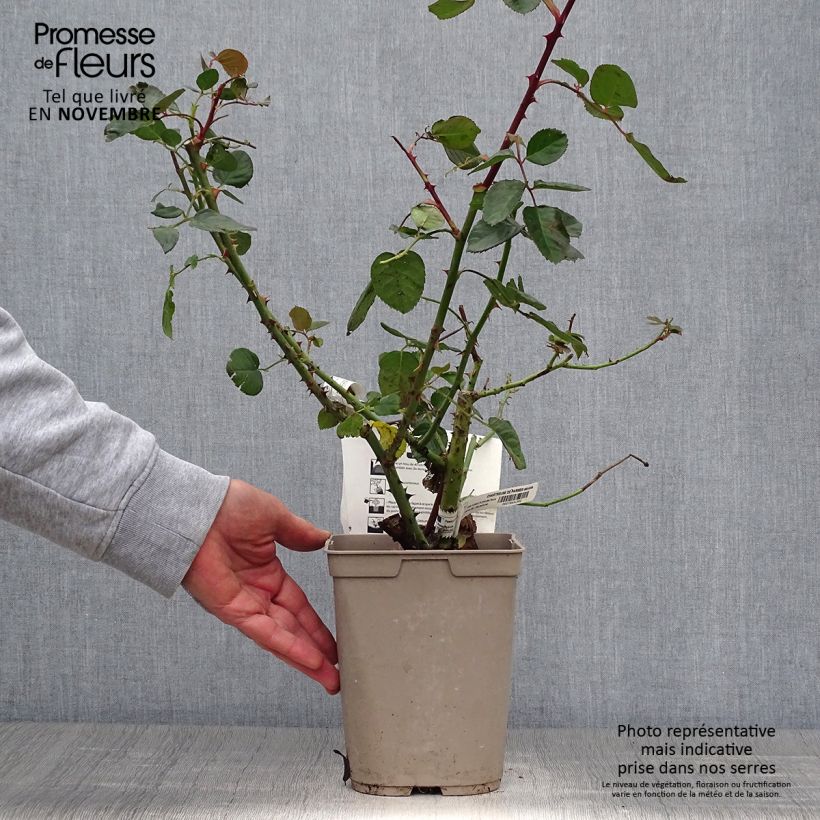 Esemplare di Rosa Chartreuse de Parme - Rose ibrida di tea Vaso da 3L/4L come consegnato in autunno