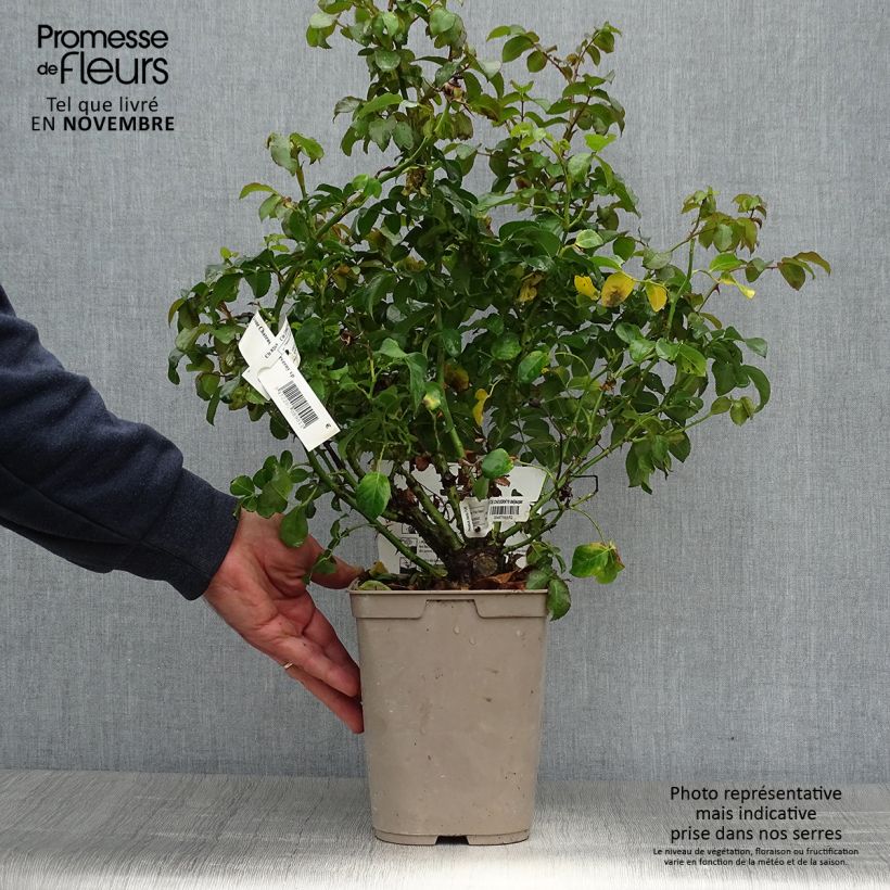 Esemplare di Rosa Château de Cheverny - Rose ibrida di tea Vaso da 3L/4L come consegnato in autunno