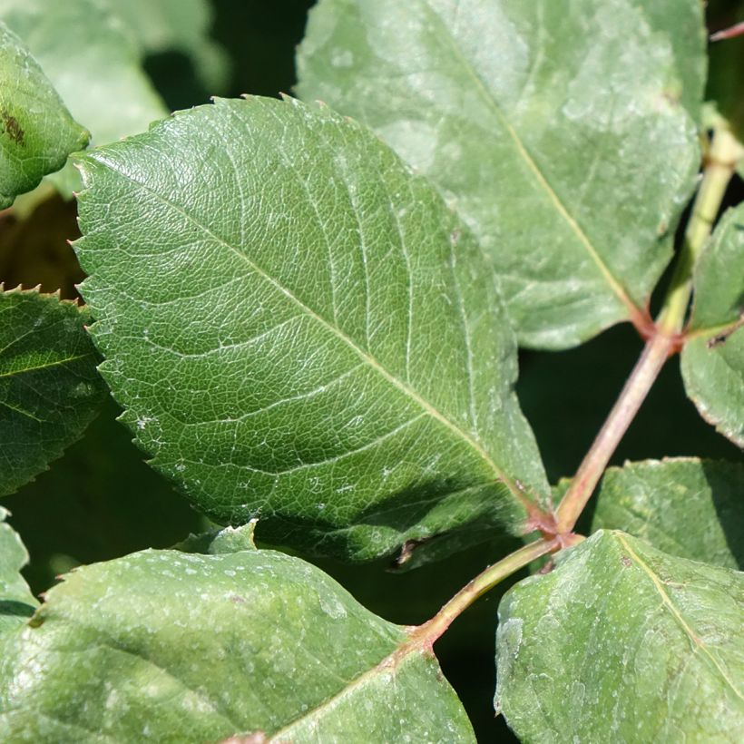 Rosa Christophe Colomb - Rose ibrida di tea (Fogliame)