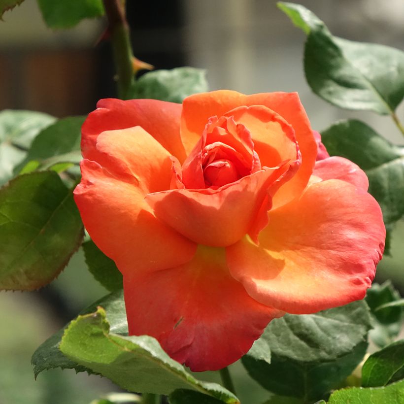 Rosa Christophe Colomb - Rose ibrida di tea (Fioritura)