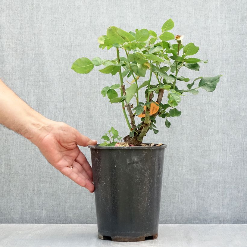 Esemplare di Rosier à grandes fleurs Christophe Colomb Vaso da 4L/5L consegnato in estate