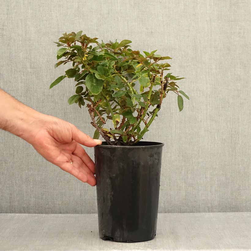 Esemplare di Rosa Claire Marshall Vaso da 2L/3L consegnato in estate