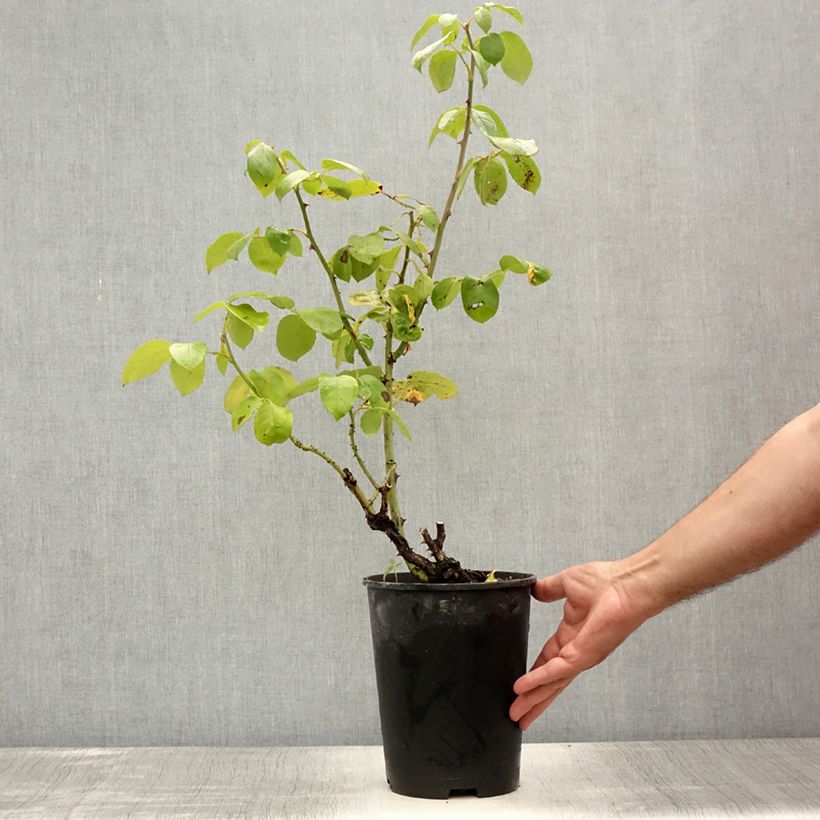 Esemplare di Rosa Courage - Rose ibrida di tea Vaso da 4L/5L consegnato in estate