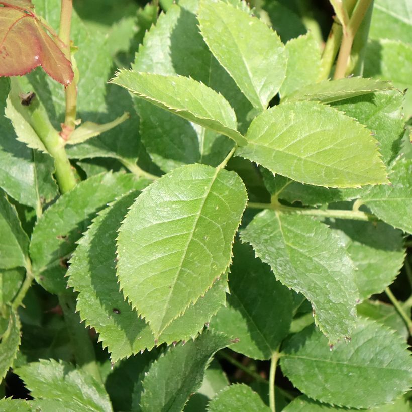 Rosa Crémet d'Anjou (Fogliame)