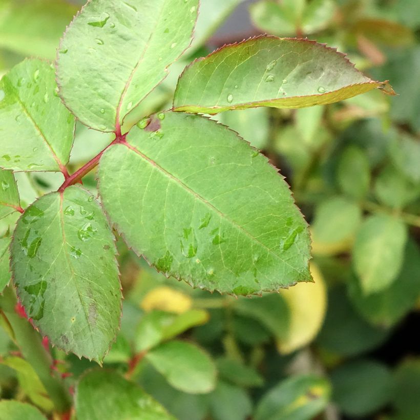 Rosa Criterion (Fogliame)