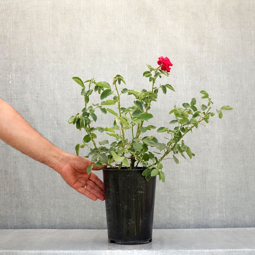 Esemplare di Rosa Dame de Coeur Vaso da 4L/5L consegnato in estate