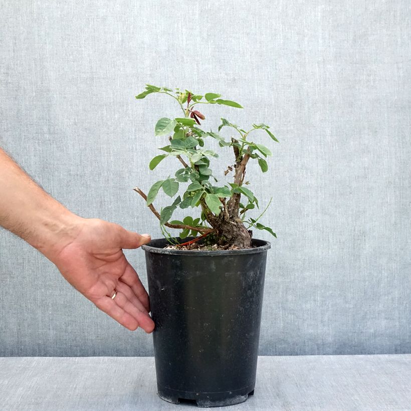 Esemplare di Rosier à grandes fleurs Donatella Vaso da 4L/5L consegnato in estate