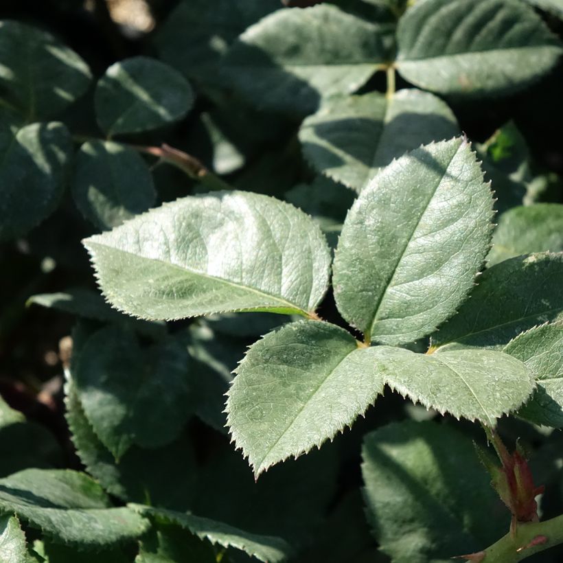 Rosa Elégance Française Meithatie (Fogliame)