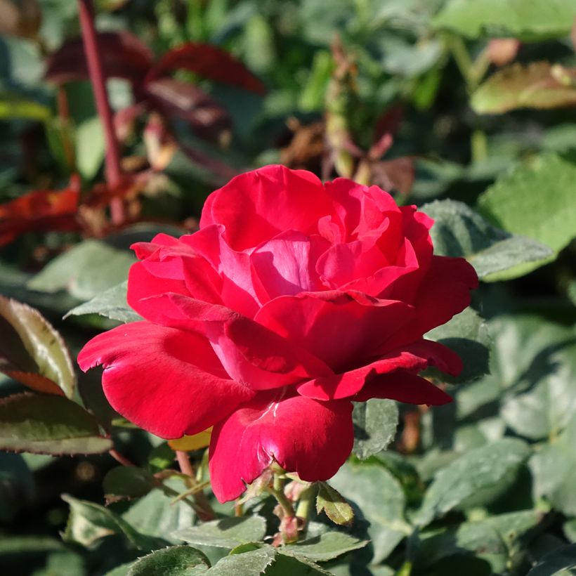 Rosa Elégance Française Meithatie (Fioritura)