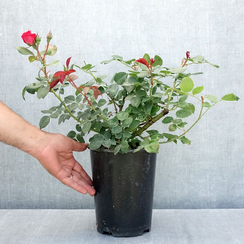 Esemplare di Rosa Elégance Française Meithatie Vaso da 4L/5L consegnato in estate