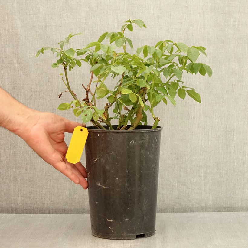 Esemplare di Rosa Eleganza Limona - Rose ibrida di tea Vaso da 4L/5L consegnato in estate