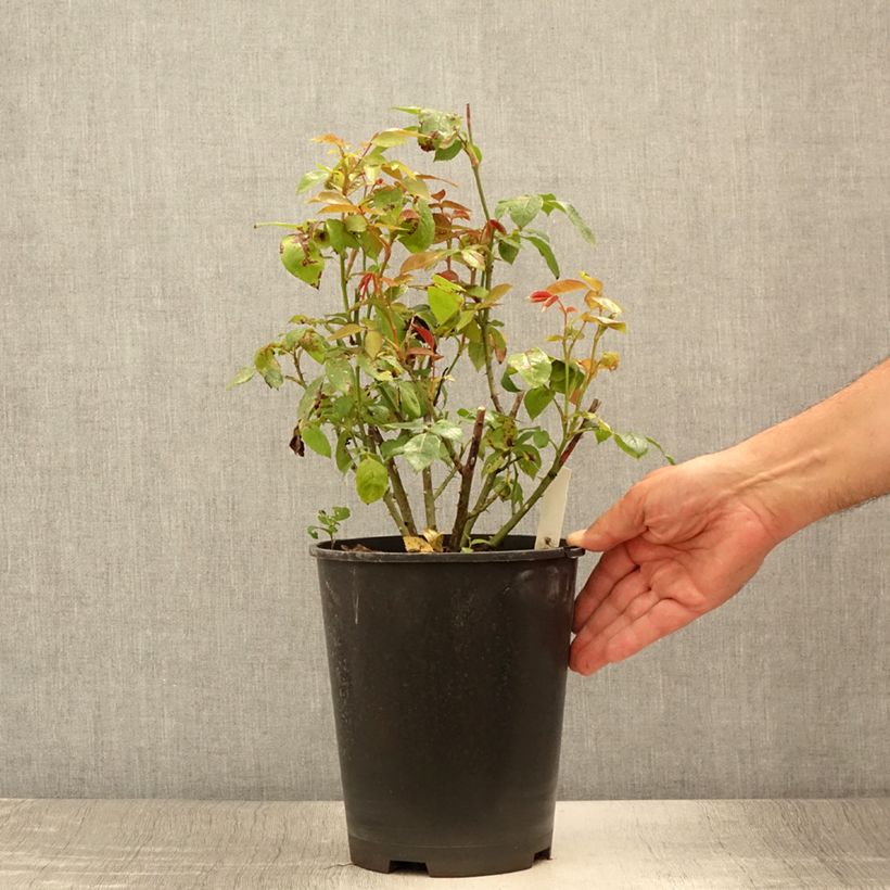 Esemplare di Rosa Eleganza Meine Rose - Rose ibrida di tea Vaso da 4L/5L consegnato in estate