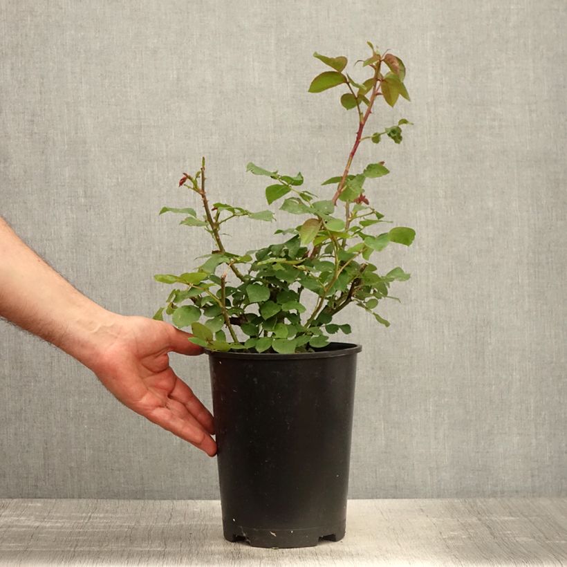 Rosa Eleganza Oh Happy Day - Rose ibrida di tea Vaso da 4L/5L esemplare consegnato in primavera