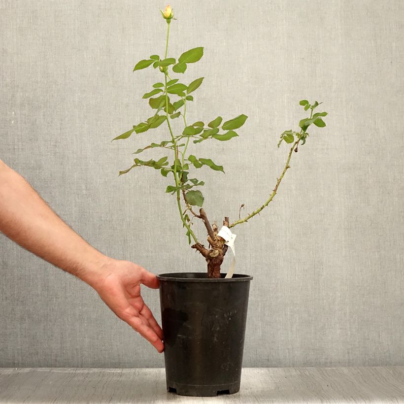 Esemplare di Rosa Eriko Takeda - Rose ibrida di tea Vaso da 4L/5L consegnato in estate