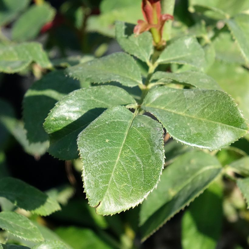 Rosa Eureka - Rose ibrida di tea (Fogliame)