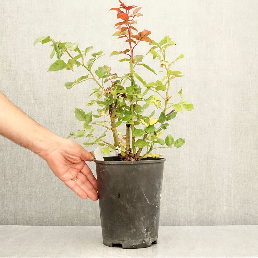 Esemplare di Rosa Fragonard - Rose ibrida di tea Vaso da 3L/4L consegnato in estate