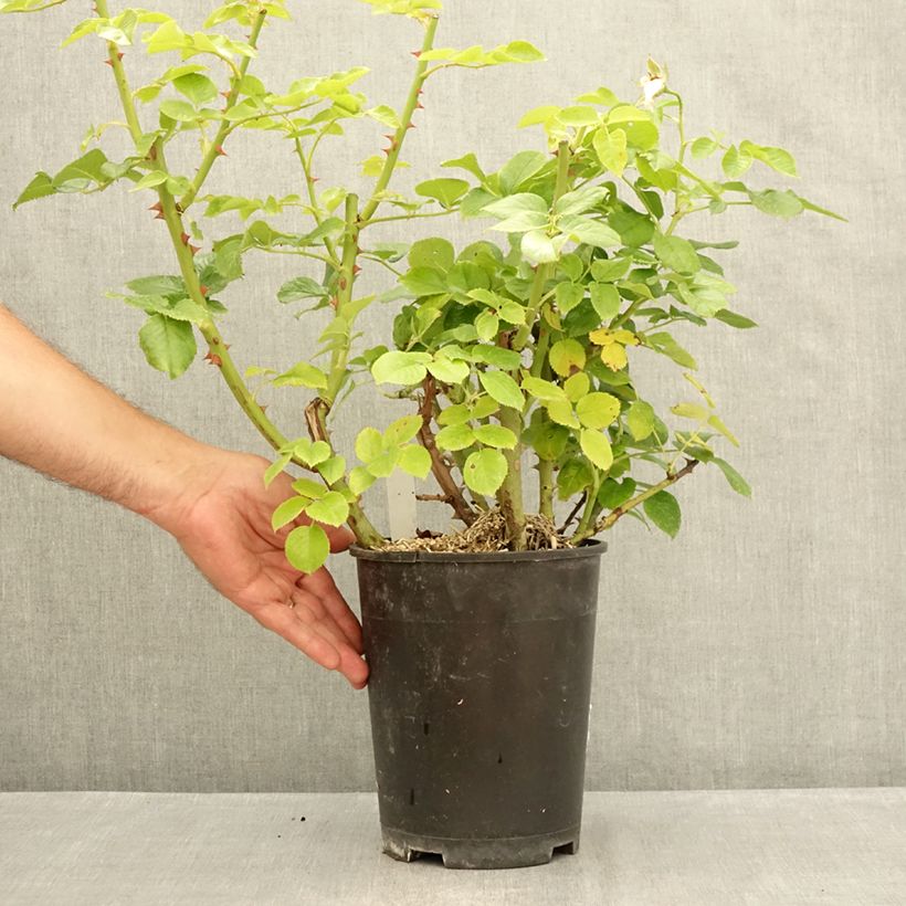 Esemplare di Rosa Goldfinger Vaso da 4L/5L consegnato in estate