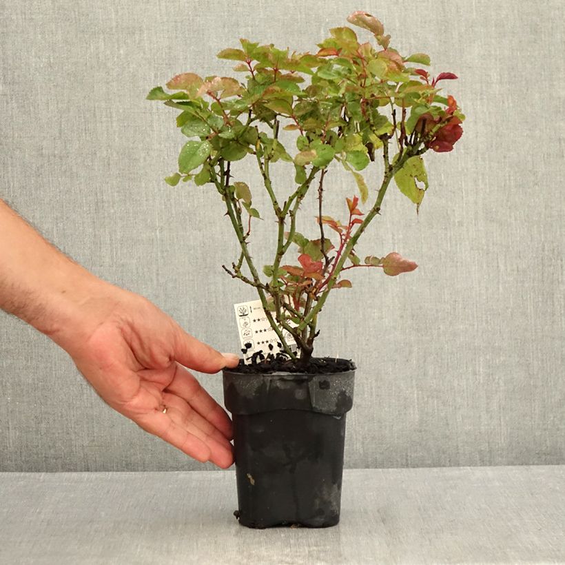 Esemplare di Rosa Grande Amore Vaso da Ø 10 cm/11 cm consegnato in estate