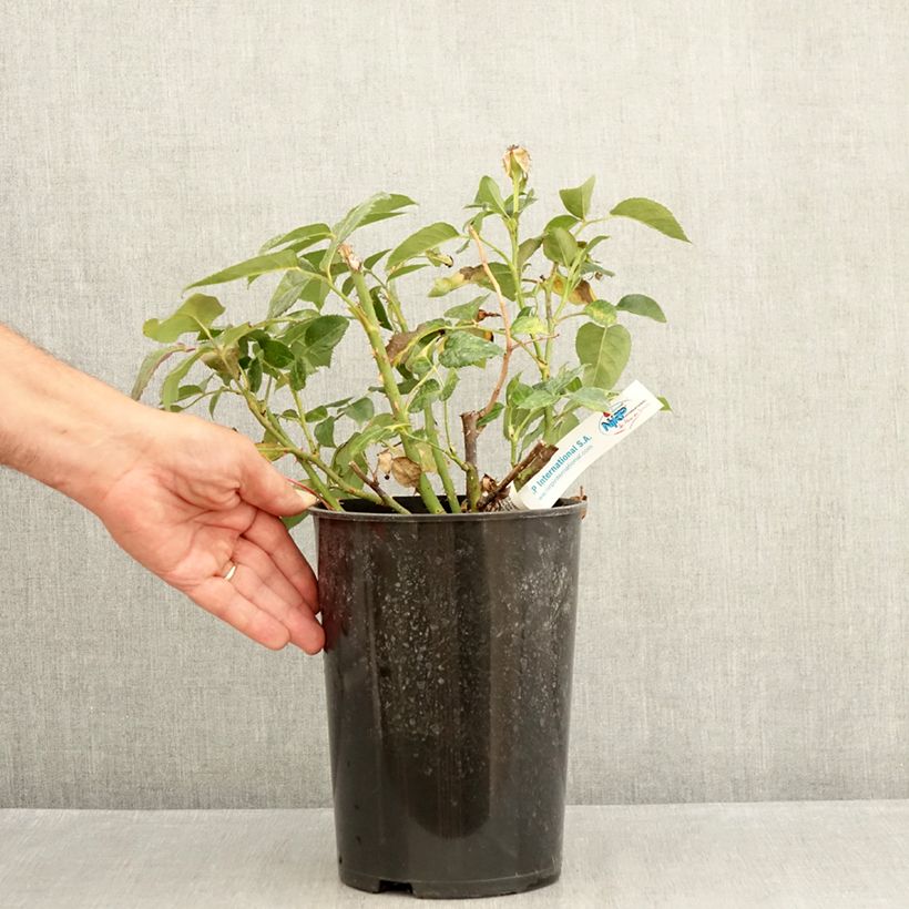 Esemplare di Rosa Grande Classe - Rosa ibrida di tea moderna Vaso da 4L/5L consegnato in estate
