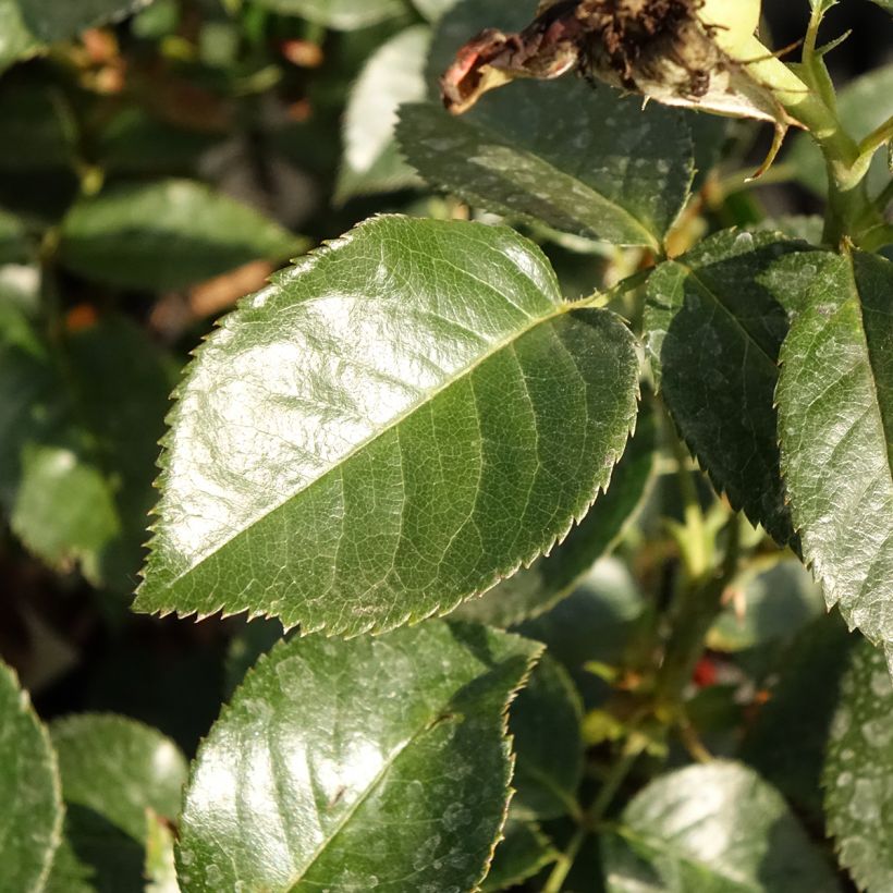 Rosa Grande Classe - Rosa ibrida di tea moderna (Fogliame)