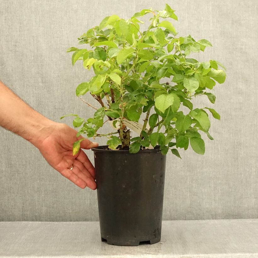 Esemplare di Rosa Guillaume Gomez Vaso da 4L/5L consegnato in estate