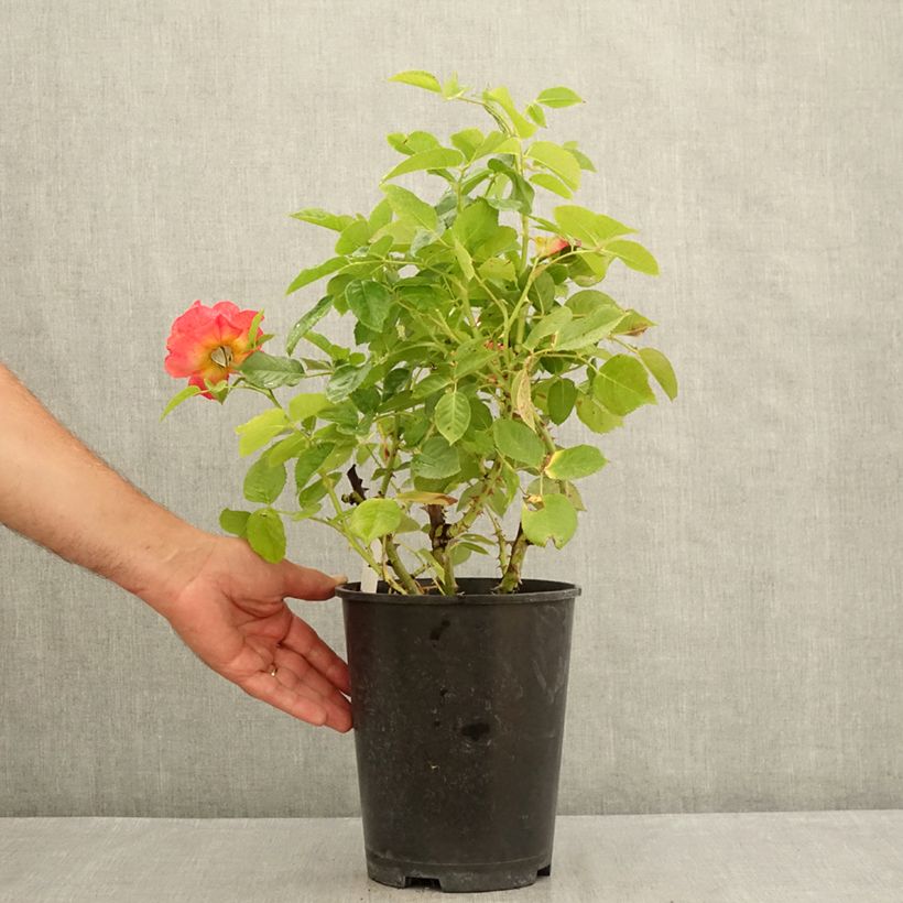 Esemplare di Rosa Ibiza - Rose ibrida di tea Vaso da 4L/5L consegnato in estate