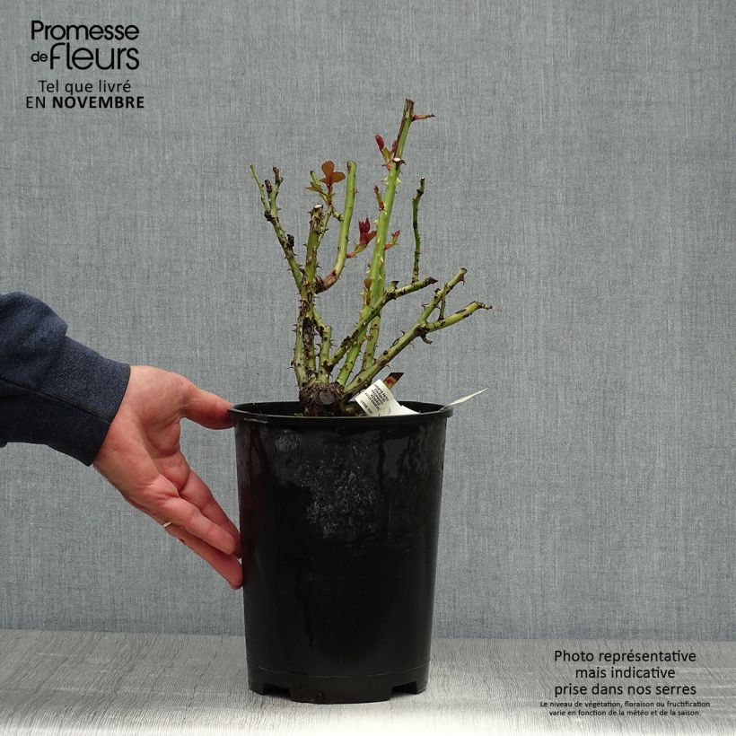 Esemplare di Rosa Isabelle Autissier - Rose ibrida di tea Vaso da 4L/5L come consegnato in autunno
