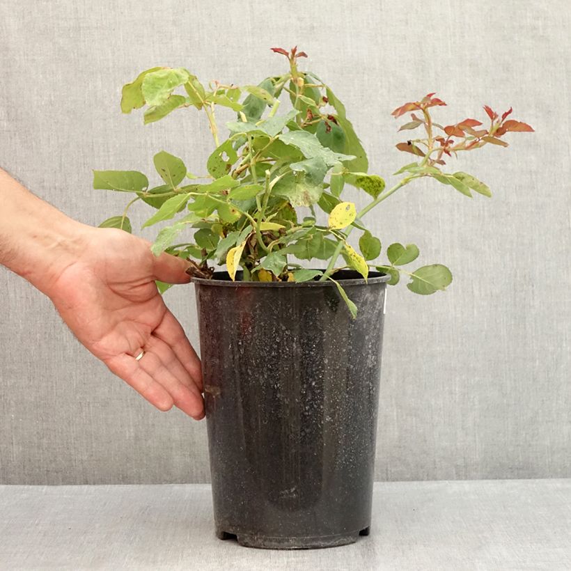 Esemplare di Rosa Jalitah Vaso da 4L/5L consegnato in estate